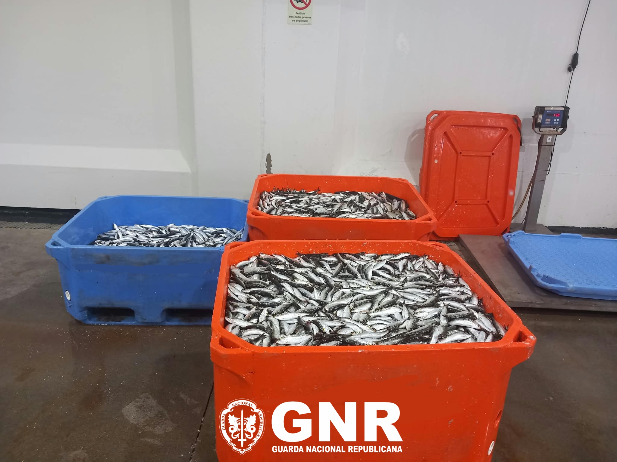 Aveiro – Apreendidos mais de 870 quilos de sardinha
