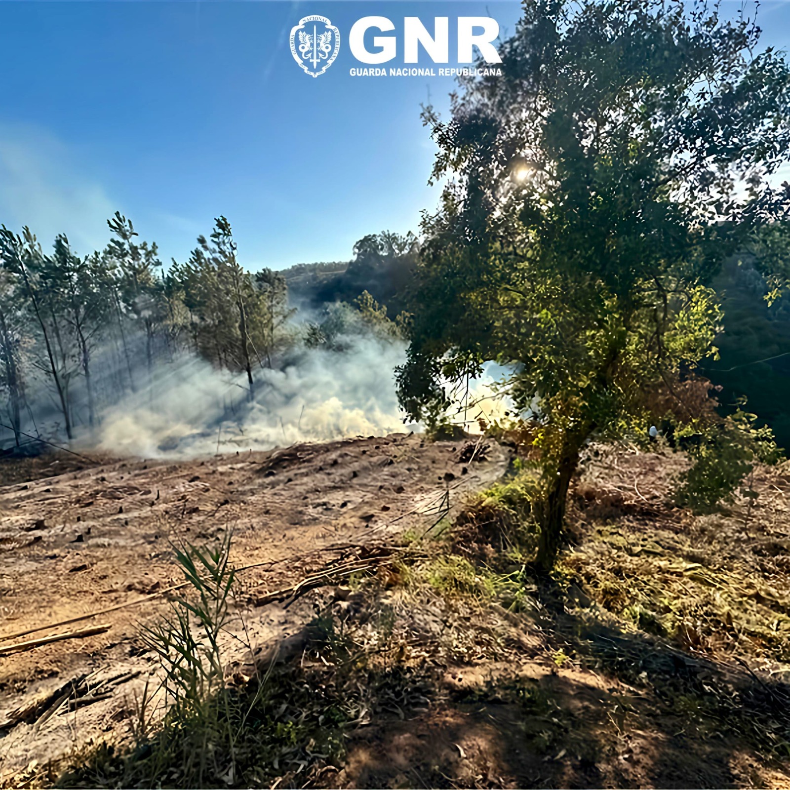 Bombarral – Detido por incêndio florestal