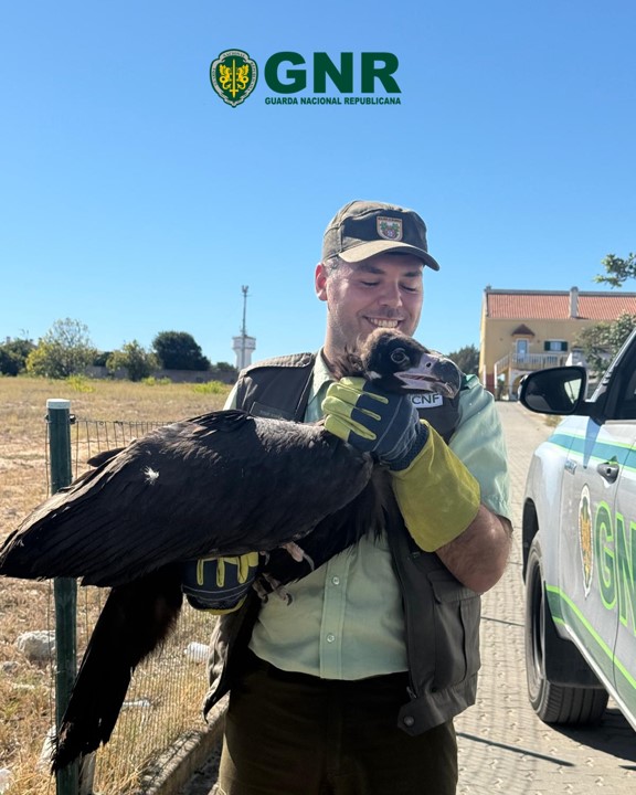 Alcochete – GNR resgata abutre-preto juvenil ferido