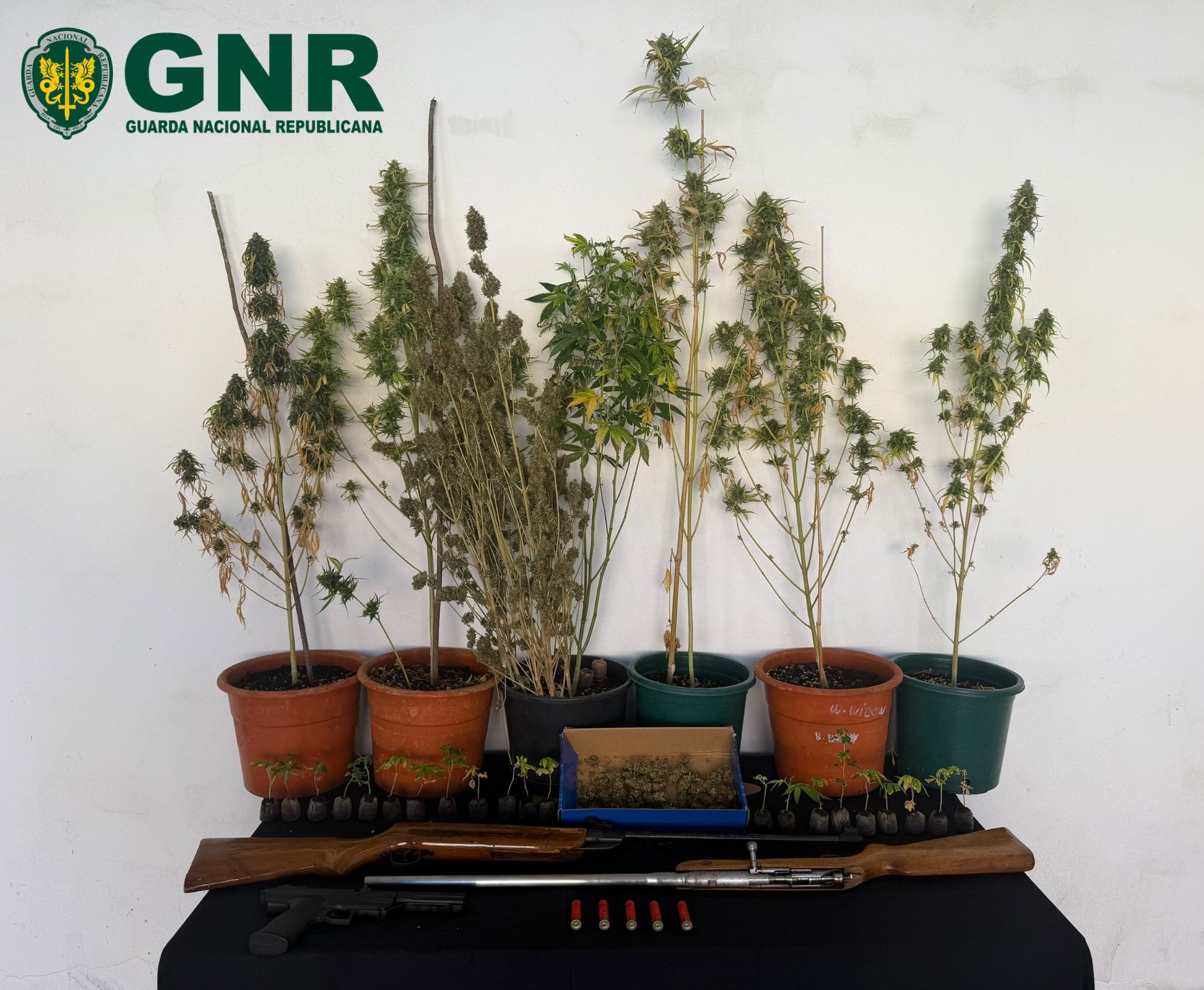 Oliveira de Azeméis – Detido por cultivo de canábis e posse ilegal de armas

 
