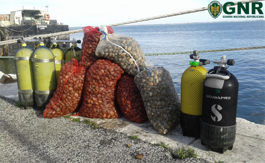 Foto de Alcochete e Samouco - Apreensão de cerca de uma tonelada de bivalves