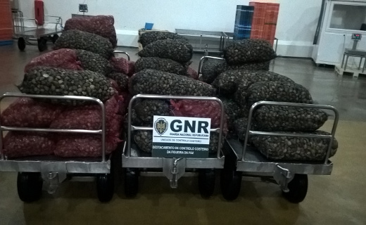 Foto de Albergaria-a-Velha – Apreensão de mais de 2 toneladas de amêijoa