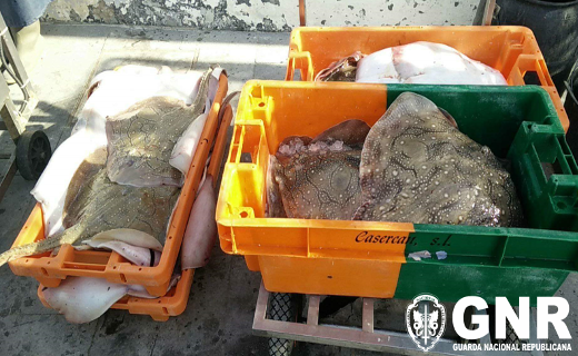 Foto de Matosinhos – Doação de 120 quilos de raia